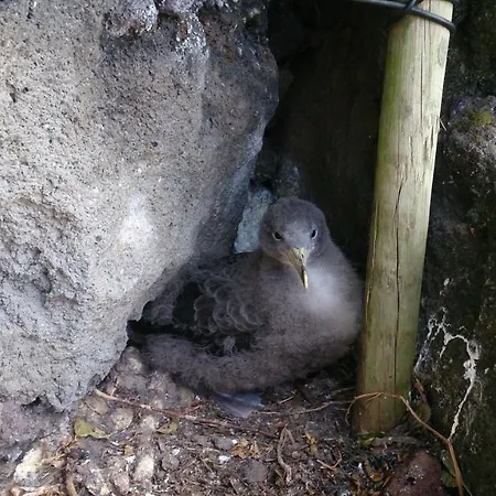 Casa Do Avo Faidoca # Pico