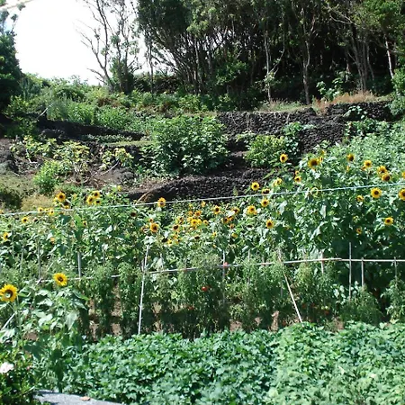 بيت للعطل Casa Do Avo Faidoca # Pico *