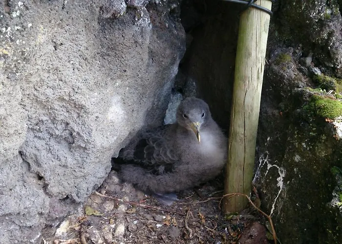 Casa Do Avo Faidoca # Pico