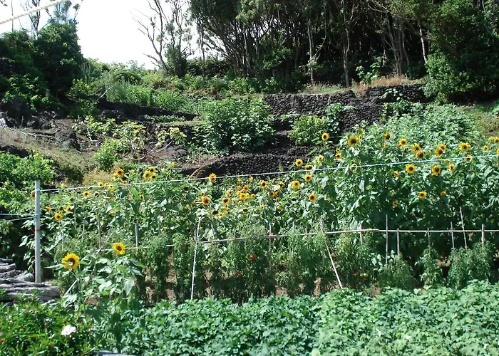 Σπίτι διακοπών Casa Do Avo Faidoca # Pico *