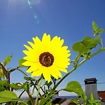 Casa Do Avo Faidoca # Pico Holiday Rentals