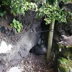 Casa Do Avo Faidoca # Pico Holiday Rentals Holiday home Calheta de Nesquim