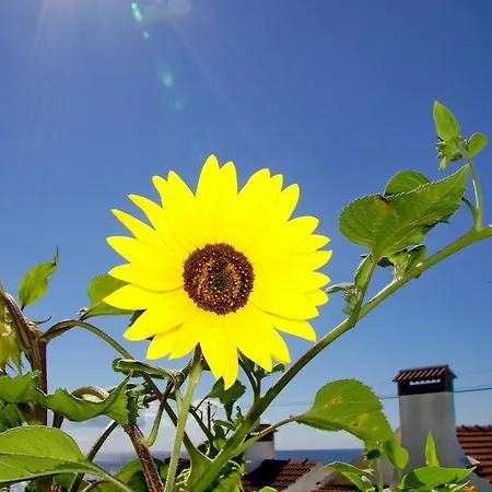 Casa Do Avo Faidoca # Pico