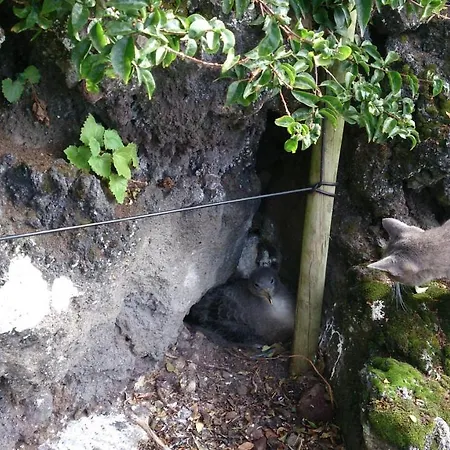 Casa Do Avo Faidoca # Pico Prázdninový dům Calheta de Nesquim