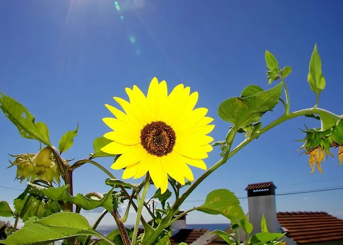 Casa Do Avo Faidoca # Pico Holiday Rentals