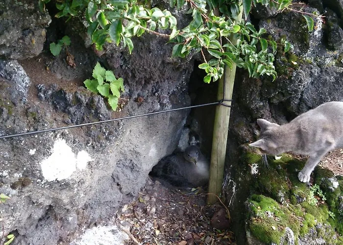 Casa Do Avo Faidoca # Pico Holiday Rentals Ferienhaus Calheta de Nesquim